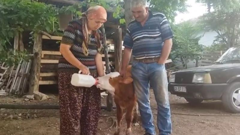 Eskişehir'de kör buzağıyı biberonla besliyorlar