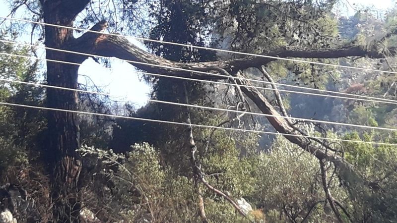 Marmaris’te orman yangınının çıkış sebebi belli oldu