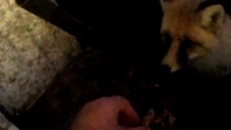 Ardahan'da her gün bakımevine gelen tilkiyi elleriyle besliyor