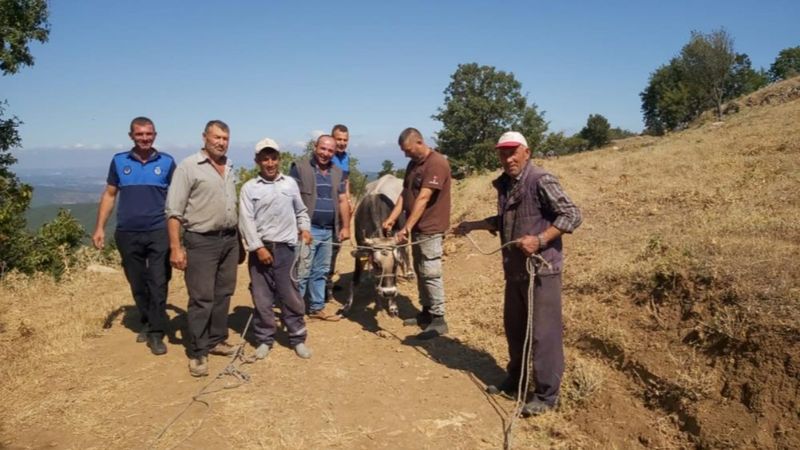 Balıkesir'de Kurban Bayramı'nda kaçan dana yakalandı