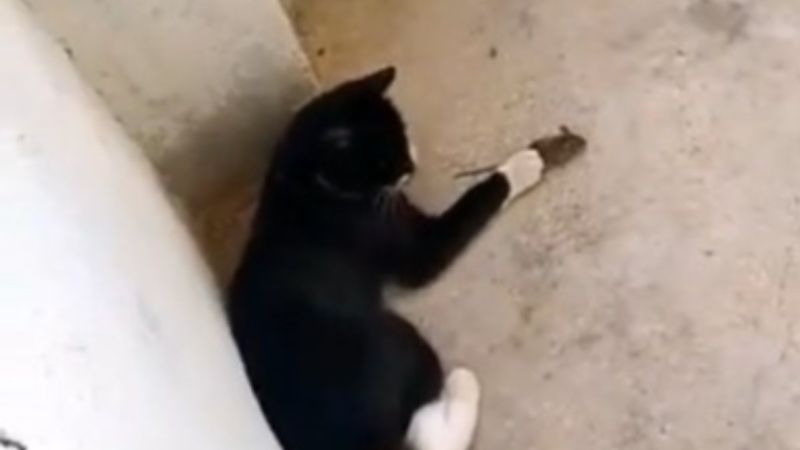 Elazığ’da 'Kedinin fareyle oynadığı gibi oynamak' deyimi gerçek oldu