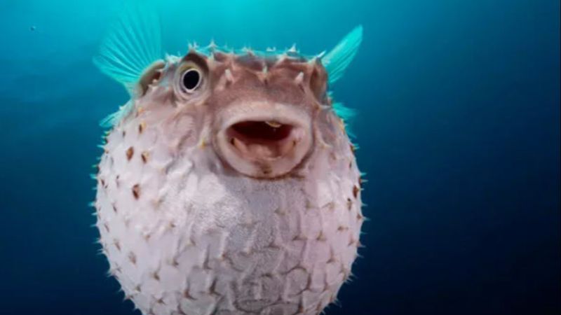 Balon balığı avcılığının desteklenmesi hakkında karar Resmi Gazete'de