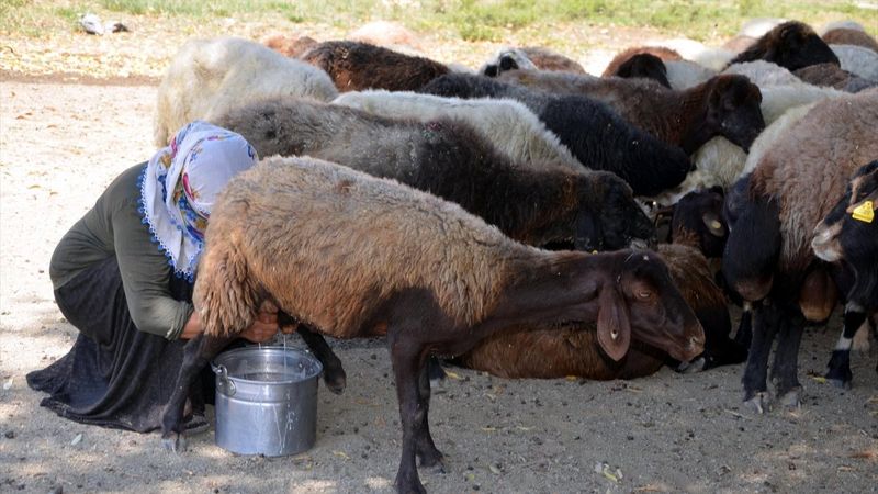 Muş'ta yaylaya çıkan kadınların zorlu mesaisi sürüyor