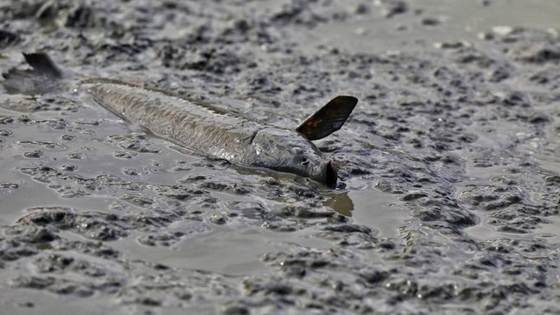 Riva'da gölet kurudu: Balıklar can çekişerek ölmeye başladı