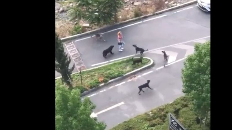 Sarıyer’de genç kadın köpeklerin saldırısından ucuz kurtuldu