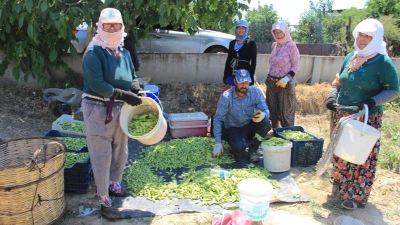Aydın'da tarlada çalışan kadınlar: Masa başında oturan kadınlar bu zorluğu anlayamazlar