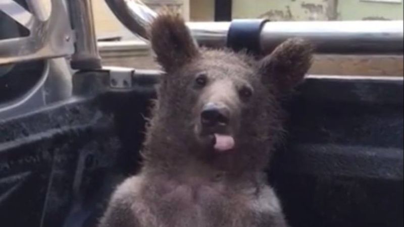 Düzce’de baygın bulunan ayının durumu iyi