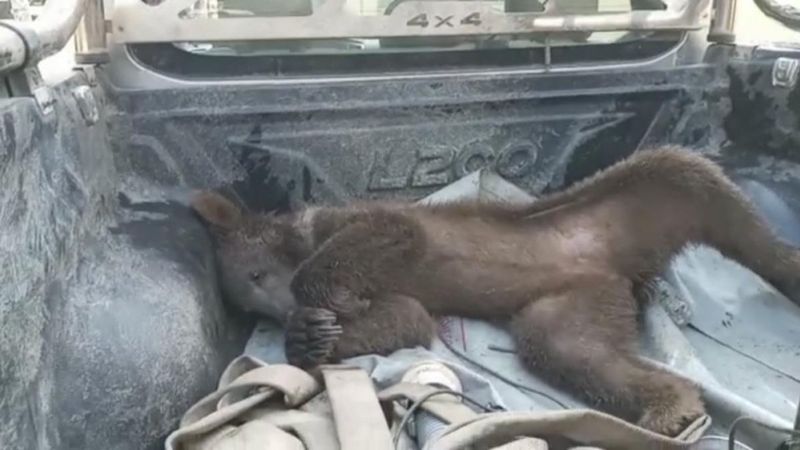 Düzce'de bal komasına giren ayı dünya basınında