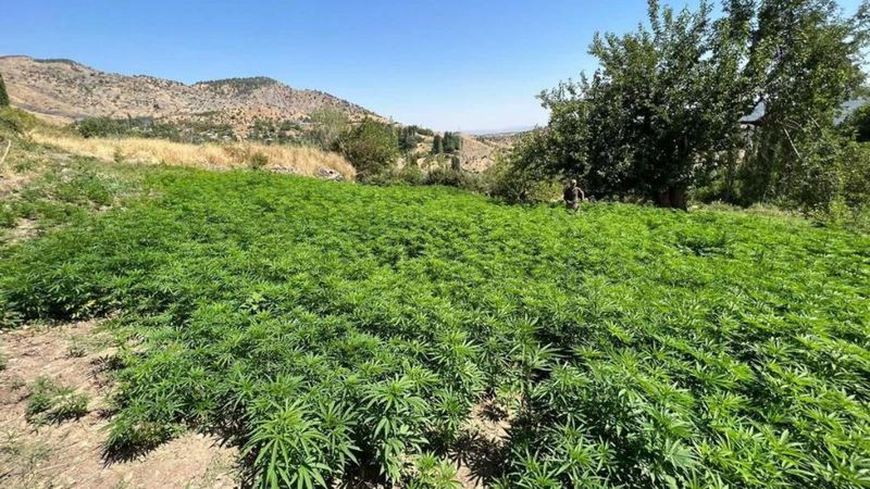 Eren Abluka-34 Operasyonu'nda 8 milyon kök kenevir ele geçirildi