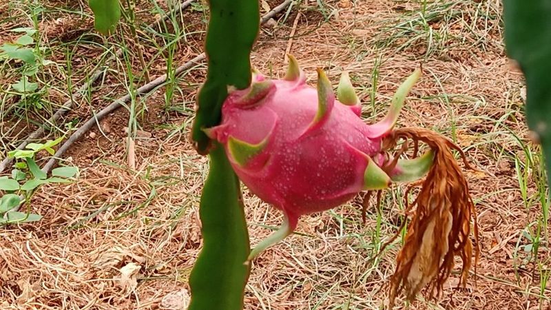Köyceğiz'de 2 yıl önce ekilen ejder meyvesi hasat aşamasında