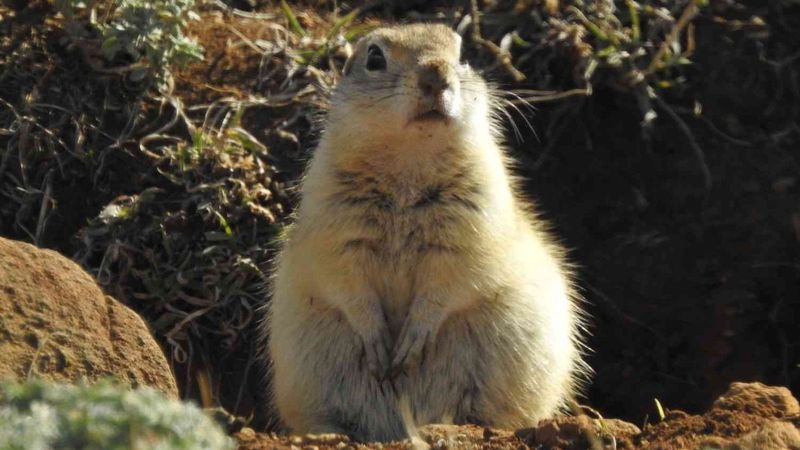 Erzincan’da Anadolu gelengisinin sevimli halleri