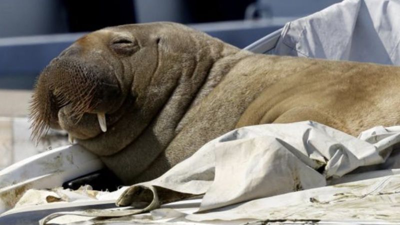 Norveç'te Freya'nın öldürülmesi çevrecileri ayağa kaldırdı