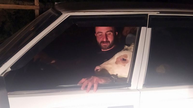 Sivas'ta psikolojisi bozulan buzağı, gezmeye çıkarıldı