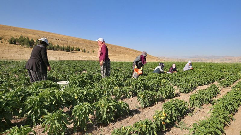 Elazığlı kadınlar, devletin tahsis ettiği arazide ekmeklerini kazanıyor