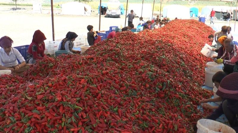Gaziantep'te mevsimlik işçiler acı biberleri temizliyor