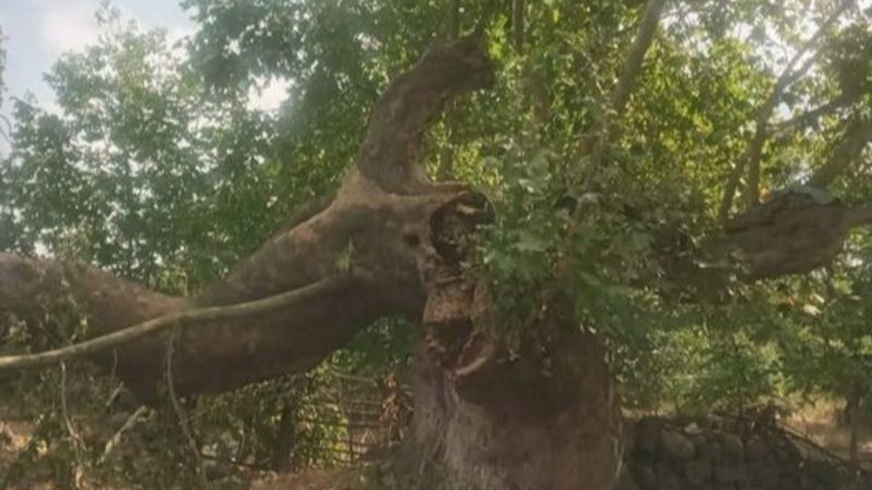 Balıkesir'de 600 yıllık tarihi çınar yıkıldı