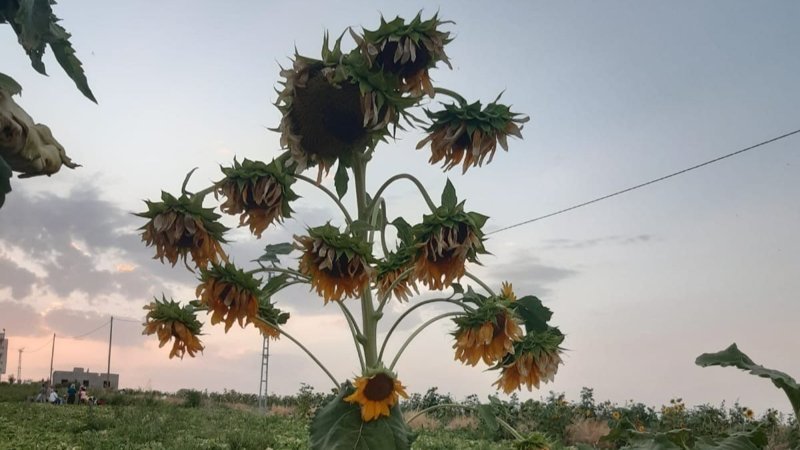 Diyarbakır'ın 26 başlı ayçiçeği çiftçiyi şaşırttı