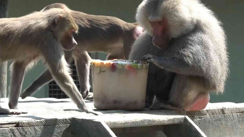 Bursa'da aşırı sıcaklar nedeniyle hayvanlara buzlu meyve verildi