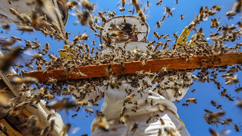 Şanlıurfa'da bin ton bal hasat edildi
