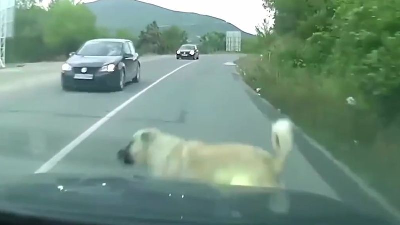 Nilüfer Belediyesi'nden başıboş köpeklere yönelik paylaşım