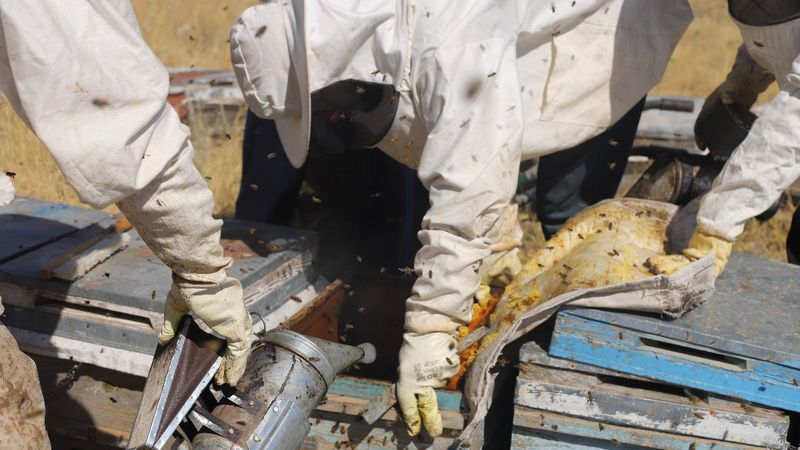 Süphan Dağı'nın eteklerinde bal hasadı başladı