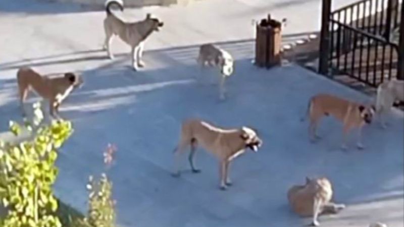 Kayseri'de başıboş köpekler vatandaşı korkutuyor