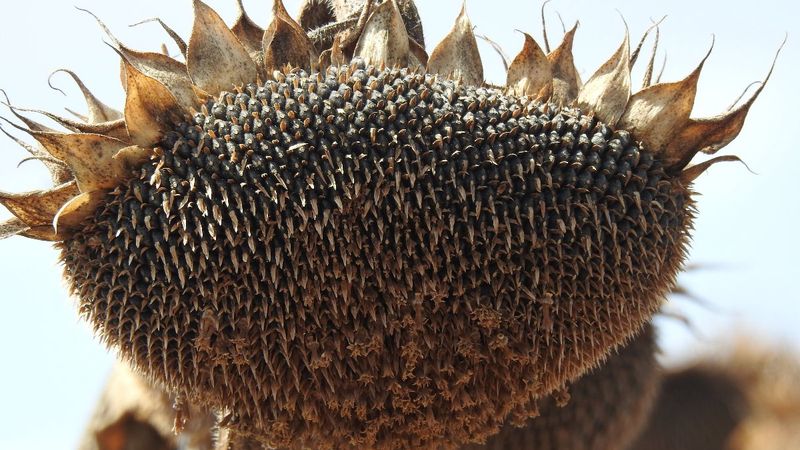 Vali Kırbıyık, biçerdövere binerek ayçiçeği hasadı yaptı