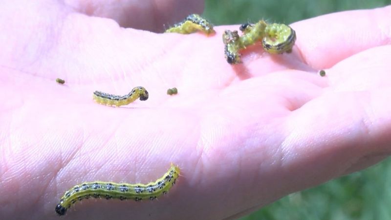 İstanbul'da çayır tırtılı parklarda da görüldü