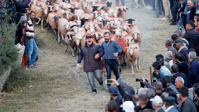Burdur'da sudan koyun geçirme yarışması