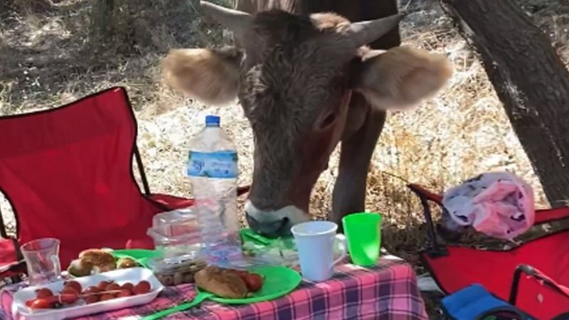 Isparta'da yemek arayan inek, piknik masasından karnını doyurdu