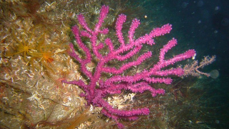 7 balık türünün avlanmasına ve satışına yasak getirildi