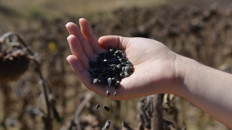 Çorum'da 80 dönümlük alan ekilen ayçiçeği hasatı başladı