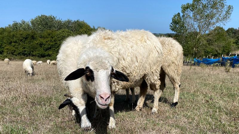 Sinop'ta başıboş köpek saldırısı: 4 koyunu parçaladılar