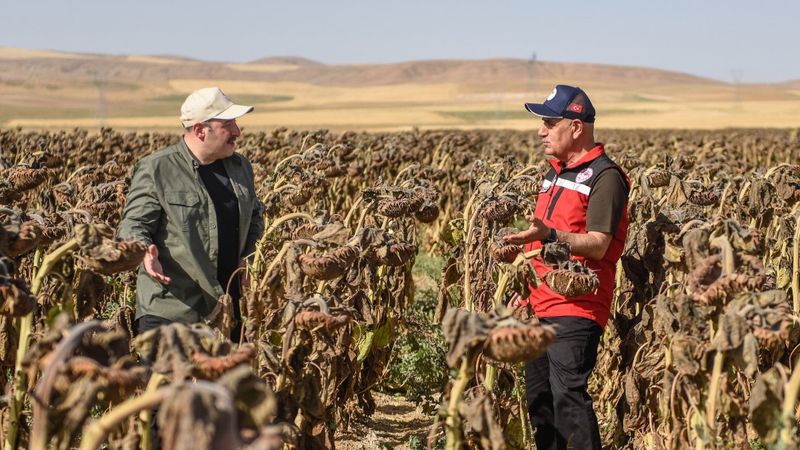 Yerli ve milli tohumluk ayçiçeğinde ilk hasat