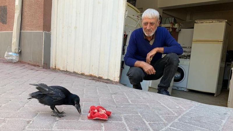 Eskişehir’de karga Şakir'e gözü gibi bakıyor