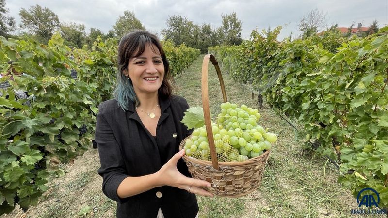 Safranbolu'da tescilli çavuş üzümü hasadına başlandı