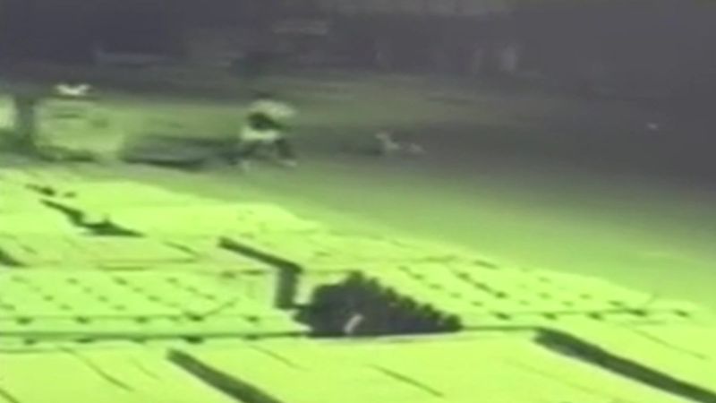 Antalya'da genç kıza saldıran başıboş köpekler kamerada