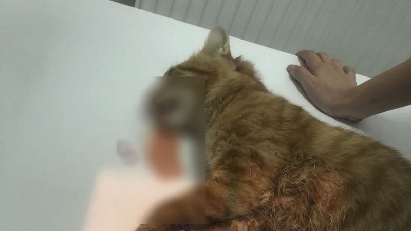 Ankara'da, çamaşır suyu ile kedi ölümü hakkında inceleme başlatıldı