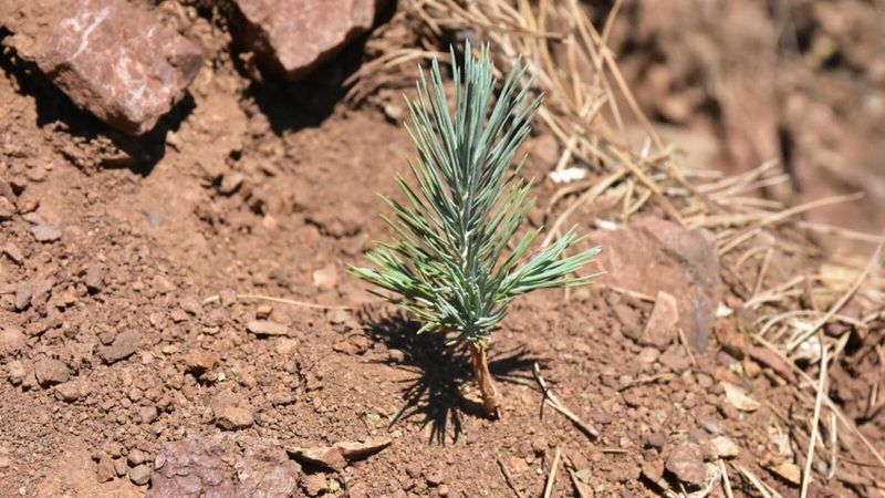 Marmaris'teki orman yangınında 9 bin hektarlık alan yeşerdi