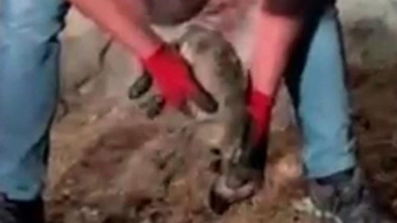 Ardahan'da AFAD ekiplerinden kalbi duran köpeğe müdahale