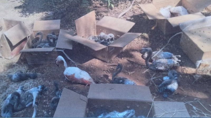 Flamingoları para için kutulara koyup kaçırdılar