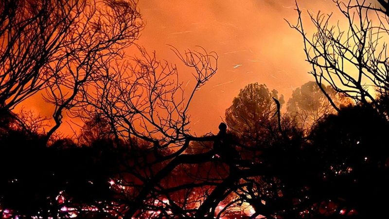 Antalya'da ormanlık alanda yangın