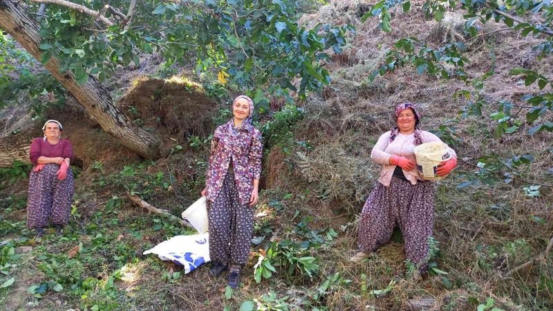 Ege’de ceviz hasadı başladı