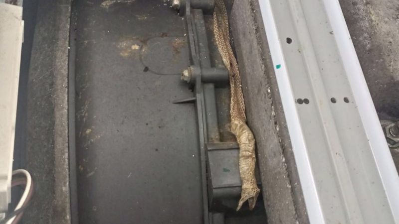Sakarya'da çamaşır makinesinden 1.5 metre yılan derisi çıktı
