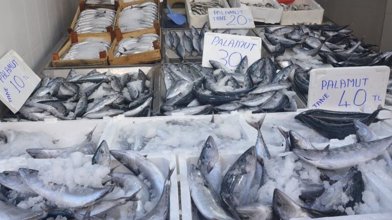 Sinop'ta palamut bolluğu: Kilosu 10 TL'ye düştü