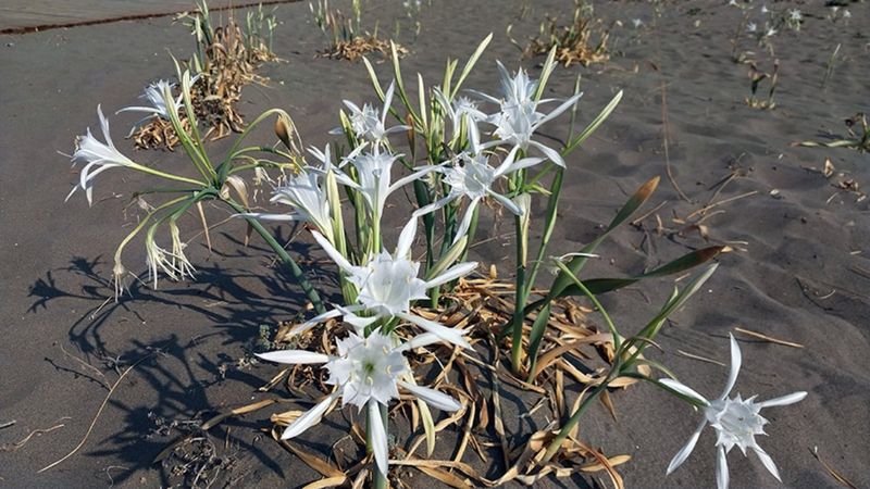 Mersin'de açmaya başlayan kum zambakları görsel şölen sunuyor