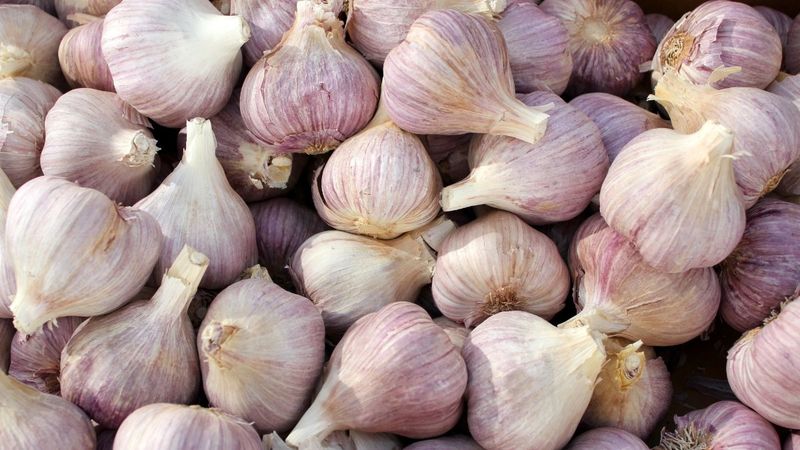 Çok fazla sarımsak yemek zararlı mı?