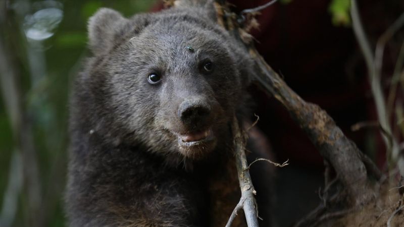 Rize'de domuz için yapılan tuzağa ayı düştü