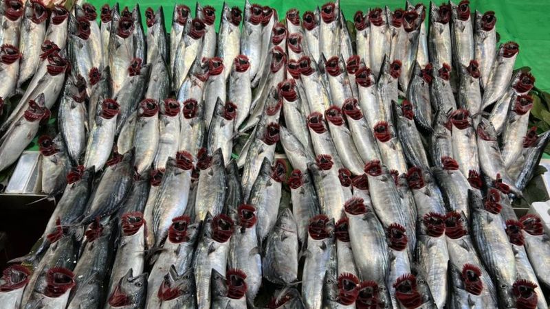 İstanbullu balıkçılar: Palamutu bol alın, dondurucuda saklayın