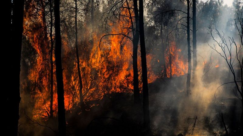 Tarihin en büyük yangınında yeşile dönüş yüzde 80 tamamlandı